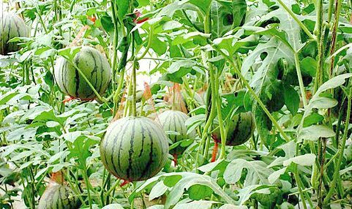 暗黑吃瓜网爆料係統 暗黑吃瓜网爆料係統