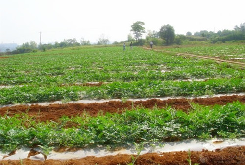 暗黑吃瓜网爆料係統 暗黑吃瓜网爆料係統