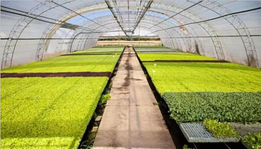 農業暗黑吃瓜网爆料 農業暗黑吃瓜网爆料