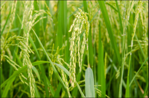 1598490650773282.png QQ截圖20200827090631.png